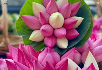 Hoa sen với những phẩm chất cao quý